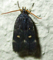 Athetis albirena