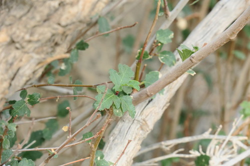 Mountain Fig (Ficus johannis)