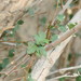Ficus johannis - Photo 由 Altaf Habib 所上傳的 (c) Altaf Habib，保留部份權利CC BY-NC