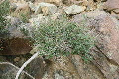 Ficus johannis
