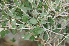 Ficus johannis