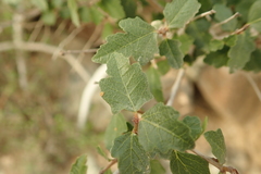 Ficus johannis