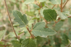 Ficus johannis