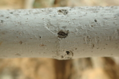 Ficus johannis