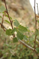 Ficus johannis