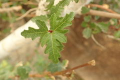 Ficus johannis