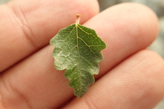 Ficus johannis