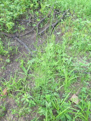 Asparagus schoberioides