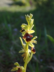 Ophrys insectifera aymoninii