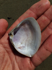 Crassula aequilatera