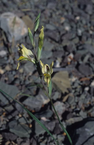 Image of Gladiolus karooicus by (c) Tom Lloyd Evans, some rights reserved (CC BY-SA)