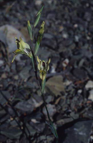 Image of Gladiolus karooicus by (c) Tom Lloyd Evans, some rights reserved (CC BY-SA)