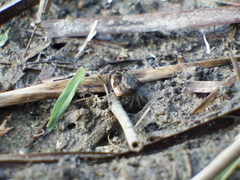 Ilyoplax formosensis