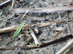 Ilyoplax formosensis