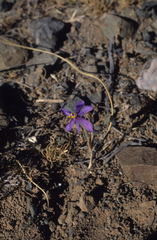 Moraea crispa
