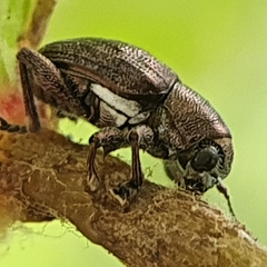 Scelodonta