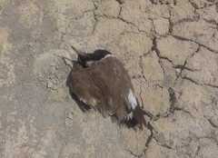 Vanellus indicus aigneri