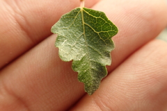 Ficus johannis