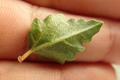Ficus johannis