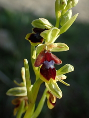 Ophrys insectifera aymoninii