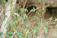 Ficus johannis