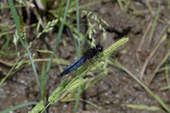 Lyriothemis pachygastra