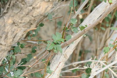 Ficus johannis