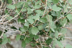 Ficus johannis