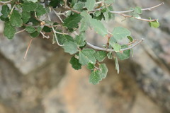 Ficus johannis