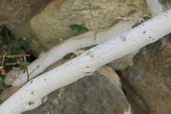 Ficus johannis