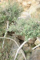 Ficus johannis