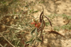 Indigofera oblongifolia
