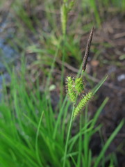 Carex schmidtii