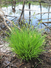 Carex schmidtii