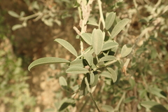 Indigofera oblongifolia
