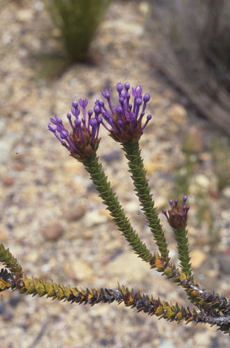 Image of Rhigiophyllum squarrosum by (c) Tom Lloyd Evans, some rights reserved (CC BY-SA)