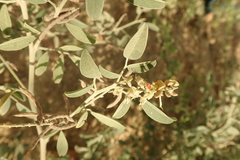Indigofera oblongifolia