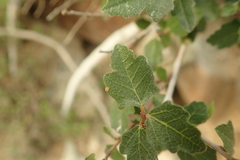 Ficus johannis