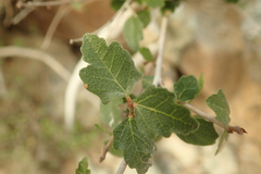 Ficus johannis