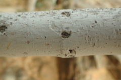 Ficus johannis