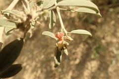 Indigofera oblongifolia