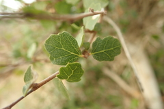 Ficus johannis