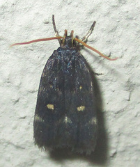 Athetis albirena