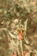 Indigofera oblongifolia