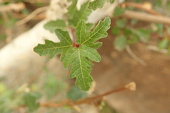 Ficus johannis
