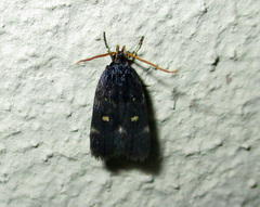 Athetis albirena