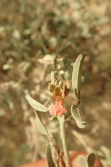 Indigofera oblongifolia