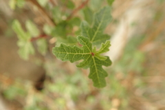 Ficus johannis