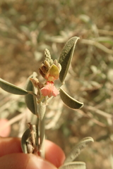 Indigofera oblongifolia