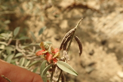 Indigofera oblongifolia